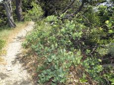 Lonicera-etrusca_стация